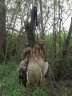 Переноска Hunterhelp для битой дичи