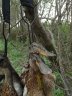 Переноска Hunterhelp для битой дичи